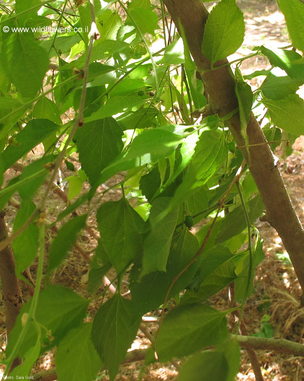 Celtis latifolia